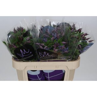 Freshy Clematis “Blue Pirouette” | Couleur: Violet | Longueur ± 70 centimeter | Par 10 tiges de fleurs fraîches