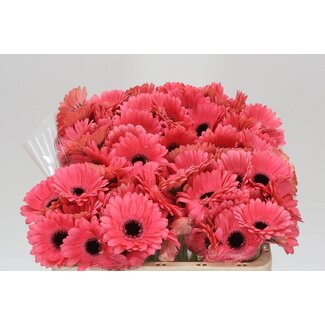 Freshy Germini Aqua “Vidal” | Colour: Pink | Length ± 50 centimetre | Per 20 fresh flowers