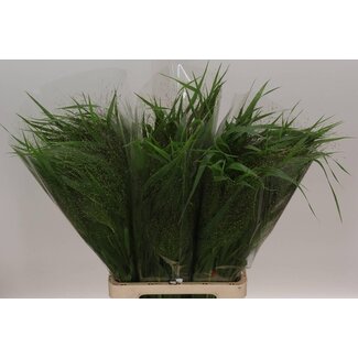 Freshy Panicum “Fountain” Fingergras | Farbe: Grün | Länge ± 70 centimeter | Pro 50 Zweige