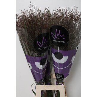 Freshy Panicum Virgatum Fingergrass “Warrior” | Colour: Green | Length ± 90 centimeter | Per 50 stems