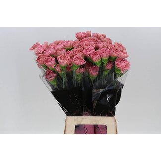 Freshy Œillet long “Lege Pink” | Couleur: Rose | Longueur ± 70 centimeter | Par 20 fleurs fraîches