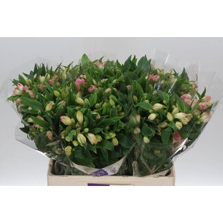 Freshy Courte Alstroemeria “Wonder Sweet” | Couleur: Rose | Longueur ± 60 centimeter | Par 20 tiges fleurs fraîches