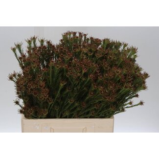 Freshy Leucadendron “Jubilee Crown” | Couleur: Vert | Longueur ± 60 centimeter | Par 50 fleurs fraîches