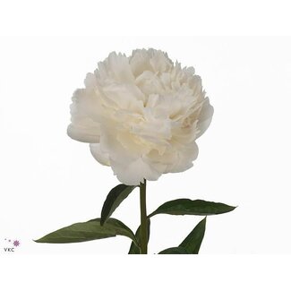 Freshy Paeonia Pfingstrose L “Bowl Of Cream” | Farbe: Weiß | Länge ± 60 centimeter | Pro 10 frische Pfingstrosen