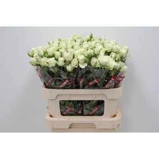Freshy Rose en grappe “Snowflake” | Couleur: Blanc | Longueur ± 80 centimeter | Par 15 roses