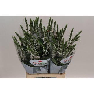 Freshy Lysimachia “Moonlight” | Farbe: Weiß | Länge ± 70 centimeter | Pro 25 Stielen frische Blumen