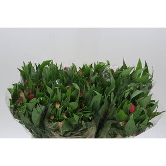 Freshy Kurze Alstroemeria “Rome” | Farbe: Rosa | Länge ± 60 centimeter | Pro 20 Stiele frische Blumen