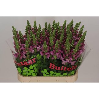 Freshy Antirrhinum Löwenmaul “Maryland Lavender” | Farbe: Lila | Länge ± 80 centimeter | Pro 10 Stiele frische Blumen