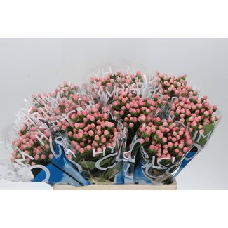 Freshy Hypericum Johanniskraut “Coco Casino” | Farbe: Rosa | Länge ± 60 centimeter | Pro 20 Stiele frische Blumen