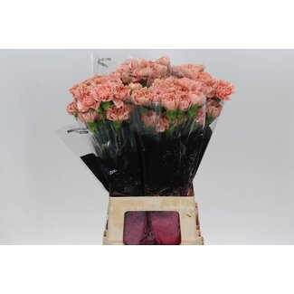 Freshy Œillet long “Caramel” | Couleur: orange | Longueur ± 70 centimeter | Par 20 fleurs fraîches