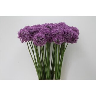Freshy Allium Zierzwiebel “Gladiator” | Farbe: Lila | Länge ± 90 centimeter | Pro 20 Stielen frische Blumen