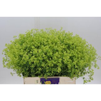 Freshy Alchemilla Mollis Frauenmantel “Robustica” | Farbe: Grün | Länge ± 60 centimeter | Pro 50 Zweige