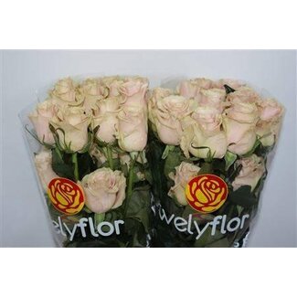Freshy Roos “Pink Mondial” | Kleur: Roze | Lengte ± 50 centimeter | Per 25 rozen