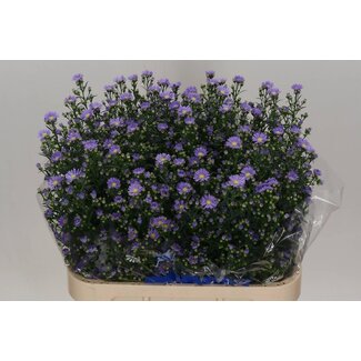 Freshy Aster hollandais “Cassandra” | Couleur: Violet | Longueur ± 80 centimètre | Par 25 fleurs fraîches