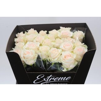 Freshy Rosen “Sweet Caroline” | Farbe: Rosa | Länge ± 60 centimeter | Pro 10 Rosen