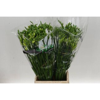 Freshy Freesia double “Versailles” | Couleur : Blanc | Longueur ± 54 centimètres | Par 50 tiges de fleurs fraîches
