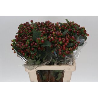 Freshy Hypericum “Magical Seasons” | Farbe: Rot | Länge ± 60 Zentimeter | Pro 25 Stiele frische Blumen