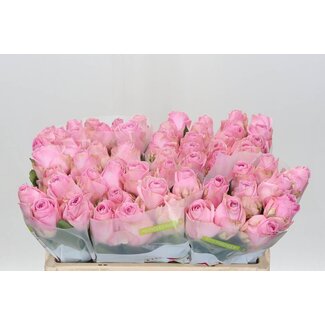 Freshy Roses “Heidi” | Couleur: Rose | Longueur ± 50 centimètre | Par 10 roses