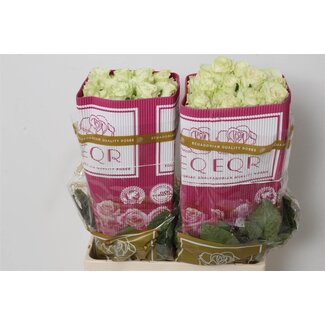 Freshy Großblütige Rose “Mondial” | Farbe: Weiß | Länge ± 60 centimeter | Herkunft Ecuador | Pro 25 frische Rosen