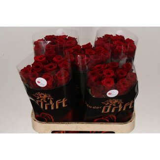 Freshy Rosen “Red Naomi Drift” | Farbe: Rot | Länge ± 80 centimeter | Pro 10 Rosen