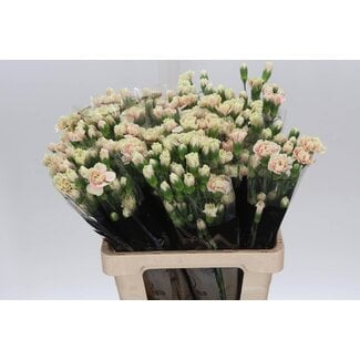 Freshy Rose en grappes “Lucia” | Couleur: Rose | Longueur ± 60 centimeter | Par 25 fleurs fraîches
