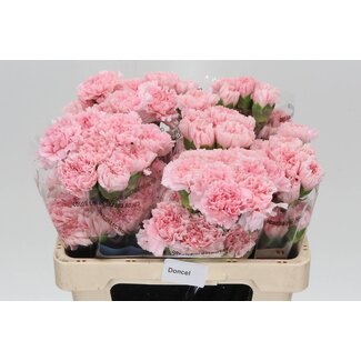Freshy Oeillet court “Doncel” | Couleur: Rose | Longueur ± 55 centimètres | Par 20 fleurs fraîches