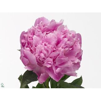 Freshy Paeonia Pivoine L “Jacorma” | Couleur: Rose | Longueur ± 55 centimeter | Par 10 pivoines fraîches