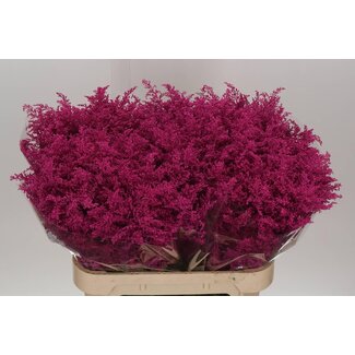 Freshy Solidago Farbbehandelt | Farbe: kirschfarben | Pro 25 Stiele frische Blumen