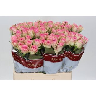 Freshy Rosen “Lovely Jewel” | Farbe: Rosa | Länge ± 60 centimeter | Pro 20 Rosen