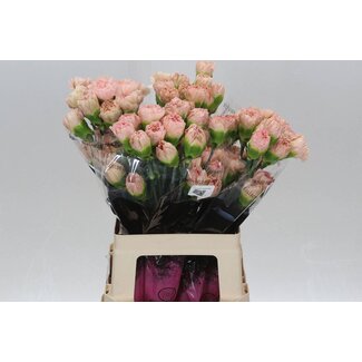 Freshy Lange Nelke “Lege Marrone” | Farbe: Orange | Länge ± 65 centimeter | Pro 20 frische Blumen