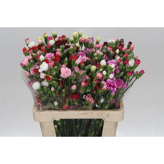 Freshy Œillet en grappes “Mixed Rainbow” | Couleur: Couleurs mélangées | Longueur ± 60 centimeter | Par 50 fleurs fraîches