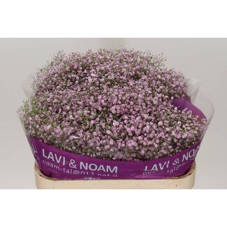 Freshy Gypsophila Paniculata “My Pink” | Farbe: Lila | Länge ± 75 centimeter | Pro 25 Stielen frische Blumen