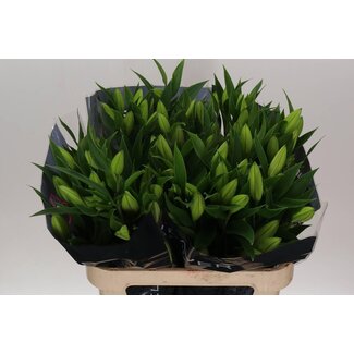 Freshy Lys Oriental Aqua “Santander” | Couleur: Blanc | Longueur ± 80 centimeter | Par 10 tiges de fleurs fraîches