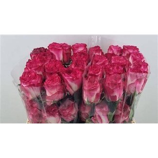 Freshy Rose “Enchantment” LL | Couleur: Rose | Longueur ± 50 centimeter | Par 25 roses