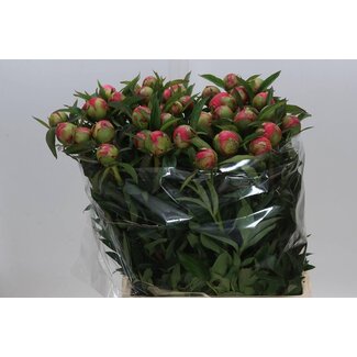 Freshy Paeonia Pfingstrose “Coral Charm” | Farbe: Rosa | Länge ± 65 centimeter | Pro 10 frische Pfingstrosen