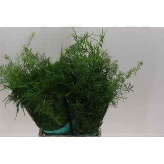 Freshy Asparagus Zier-Spargel | Farbe: Grün | Länge ± 65 centimeter | Pro 50 Zweige