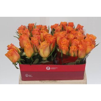 Freshy Rosen “Suncatcher” | Farbe: Gelb Orange | Länge ± 40 centimeter | Pro 20 Rosen