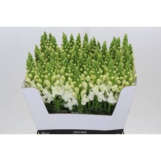 Freshy Antirrhinum muflier “Avignon Blanc” | Couleur: Blanc | Longueur ± 70 centimeter | Par 10 tiges fleurs fraîches
