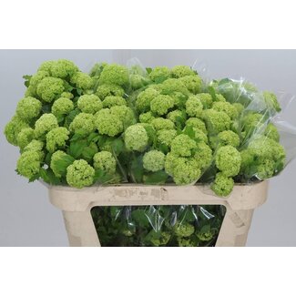 Freshy Viburnum Schneeball 2 Köpfe | Farbe: Weiß | Länge ± 80 centimeter | Pro 10 frische Blumen