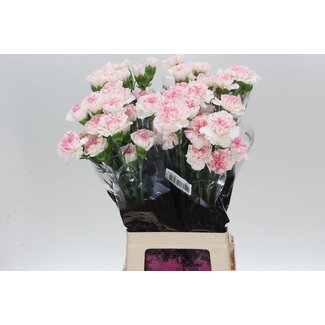 Freshy Lange Nelke “Yukari Cherry” | Farbe: Weiß | Länge ± 70 centimeter | Pro 20 frische Blumen