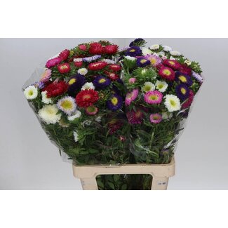Freshy Callistephus aster d'été “Spray Mix” | Couleur: Couleurs mélangées | Longueur ± 70 centimeter | Par 20 fleurs fraîches