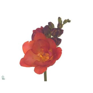 Freshy Doppelblütige Freesia “Mandarine” | Farbe: Orange | Länge ± 54 centimeter | Pro 50 Stiele frische Blumen