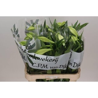 Freshy Lilie Longiflorum Aqua “White Heaven” 1 Blüte | Farbe: Weiß | Länge ± 80 centimeter | Pro 10 Stielen frische Blumen