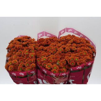 Freshy Chrysanthemum Chrysant Santini “Insta” | Couleur: Brun Orange | Longueur ± 55 centimeter | Par 25 tiges de fleurs fraîches