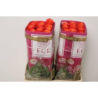 Freshy Roses “Orange Crush” | Couleur: Orange | Longueur ± 60 centimeter | Origine Ecuador | Par 25 roses