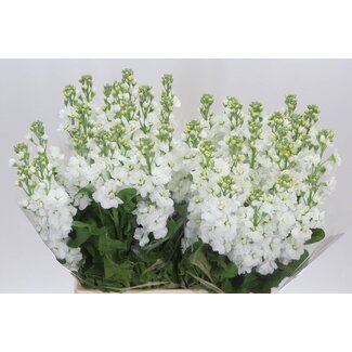 Freshy Veilchen “Aida Weiß” Extra | Farbe: Weiß | Länge ± 70 centimeter | Pro 10 frische Blumen