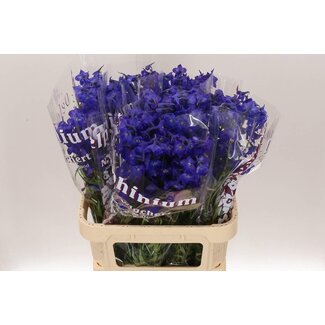Freshy Delphinium En “Atlantis” | Couleur: Bleu | Longueur ± 80 centimeter | Par 10 tiges fleurs fraîches
