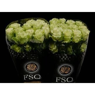 Freshy Rose à grandes fleurs “Lemonade” | Couleur: Vert | Longueur ± 50 centimètres | Origine Équateur | Par 20 roses fraîches