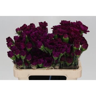 Freshy Kurze Nelke “Golem” | Farbe: Lila | Länge ± 55 centimeter | Pro 20 frische Blumen