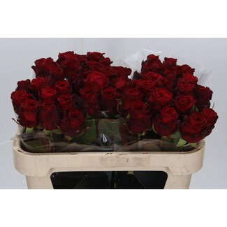 Freshy Rosen “Red Naomi” Größe XL | Farbe: Rot | Länge ± 70 centimeter | Pro 10 Rosen